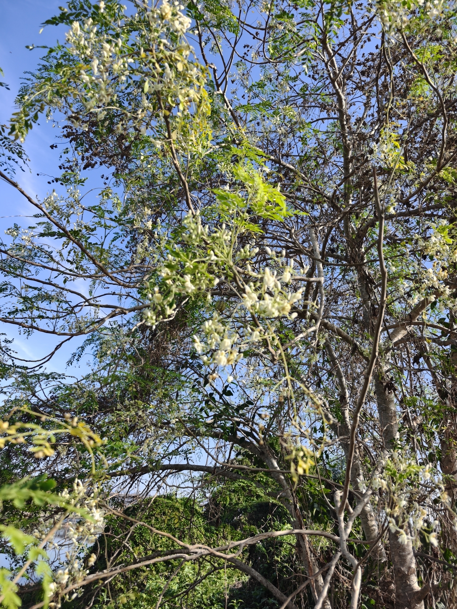 Imagem de Moringa