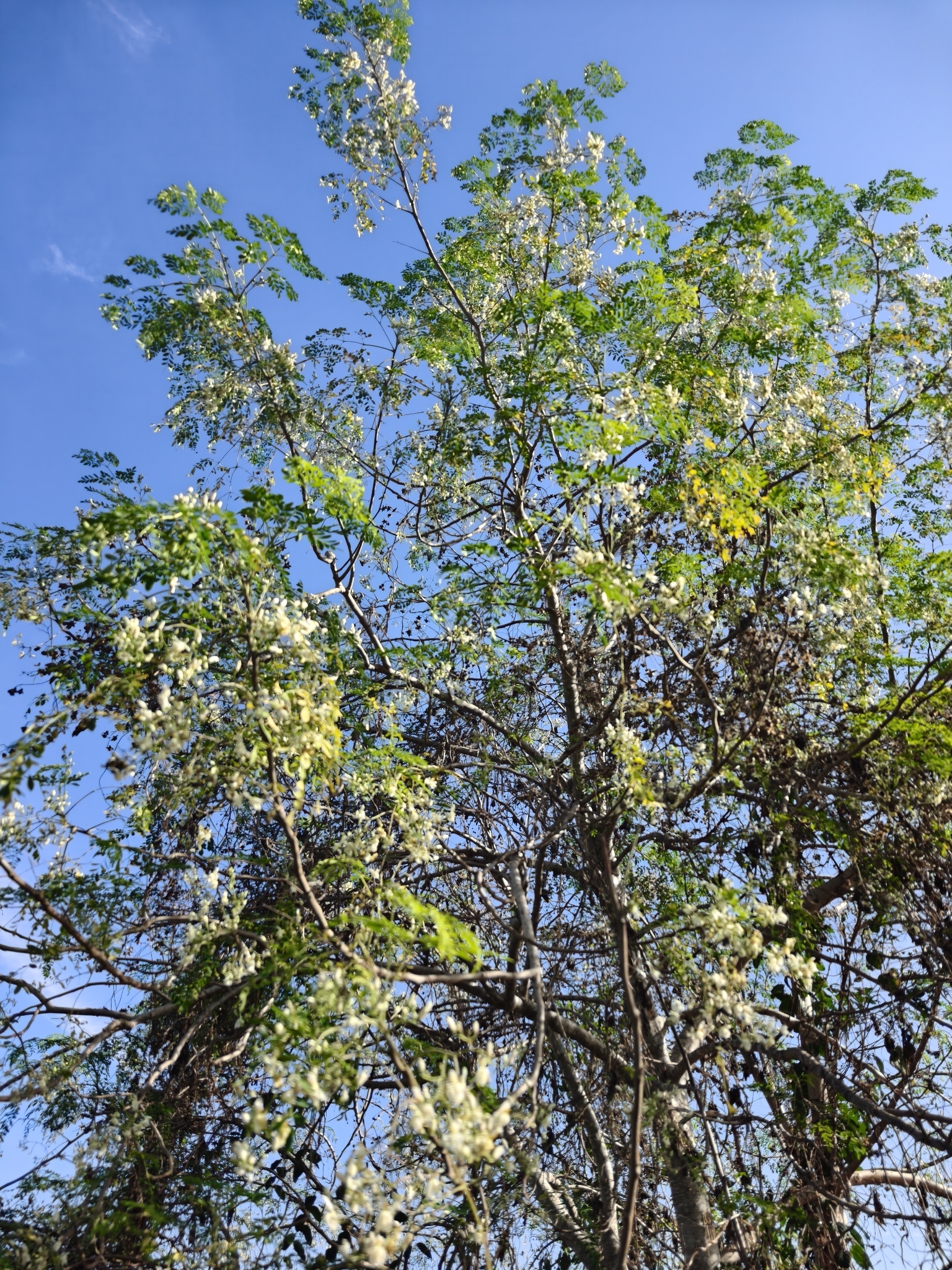 Imagem de Moringa