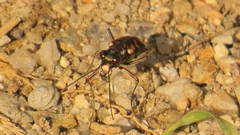 Cicindela hydrophoba