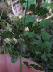 Cystopteris tasmanica