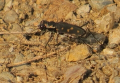 Cicindela hydrophoba
