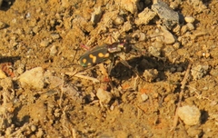 Cicindela hydrophoba