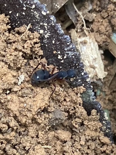 Camponotus rufipes