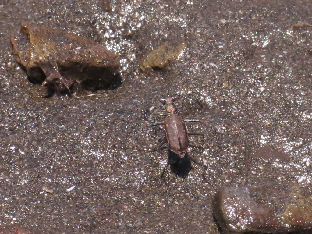 Cicindelidia longicornis