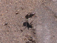 Cicindela longicornis