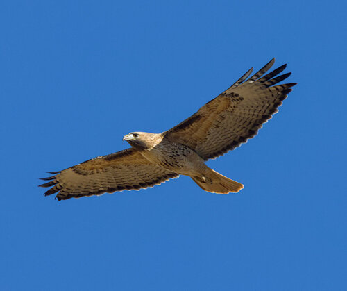 Red-tailed Hawk observed by pogonomyrmex