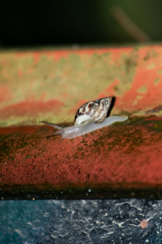 Drymaeus papyraceus