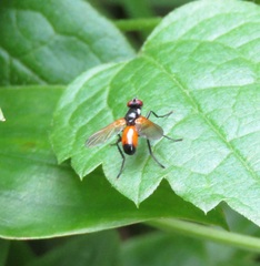 Huttonobesseria verecunda