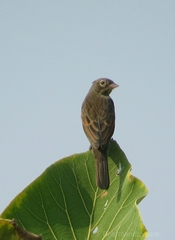 Emberiza lathami