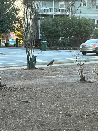 Red-tailed Hawk observed by lazermike