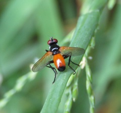 Huttonobesseria verecunda