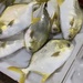 ヨコヅナマルコバン