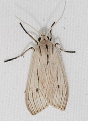Agaraea semivitrea