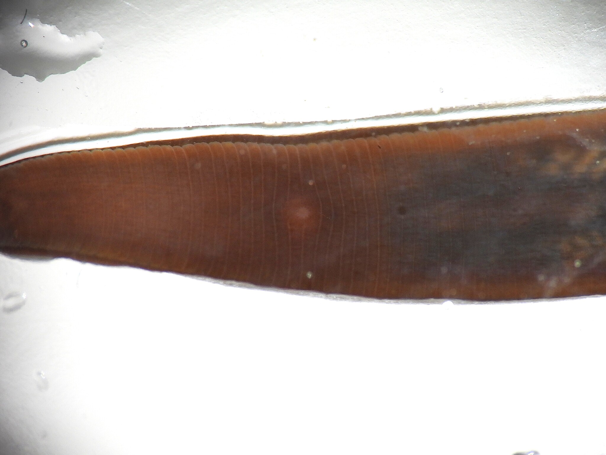 Erpobdella punctata (Leidy, 1870)