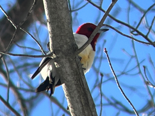 Red-headed Woodpecker observed by dbernard
