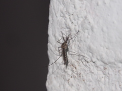 Armigeres subalbatus