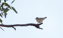 Aphelocephala leucopsis
