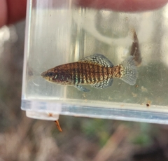 Carolina Pygmy Sunfish photo 2