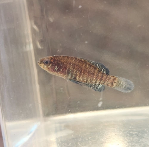 Carolina Pygmy Sunfish (Elassoma boehlkei) — Elassomatidae — 5