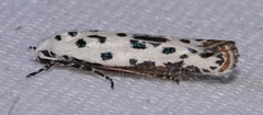 Ethmia bittenella