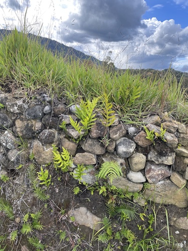 Microsorum commutatum