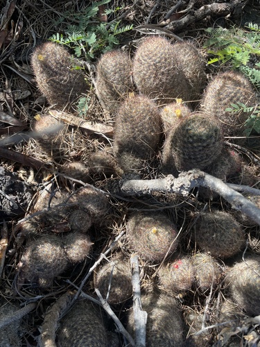 Mammillaria prolifera observed 2026-01-14