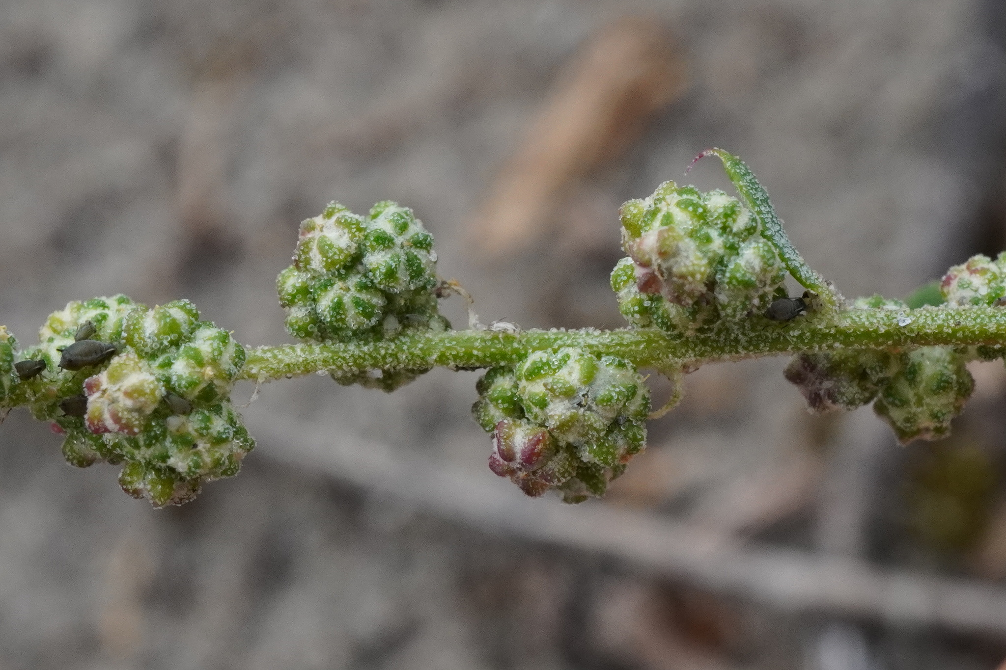 Striped Goosefoot (Chenopodium betaceum)