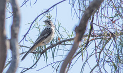 Plectorhyncha lanceolata