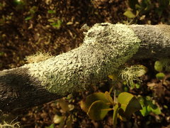 Flavoparmelia haywardiana