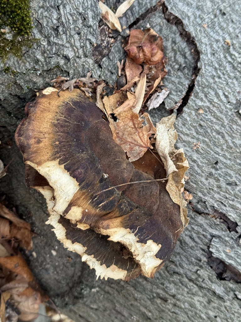 Ischnoderma resinosum · January 2026 · photo: © gwt2102 (iNaturalist, cc-by-nc)