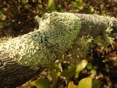 Flavoparmelia haywardiana