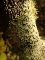 Flavoparmelia haywardiana