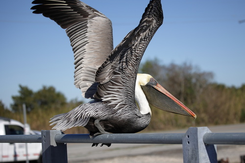 Brown Pelican photographed in Louisiana