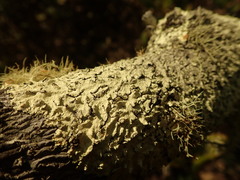 Flavoparmelia haywardiana