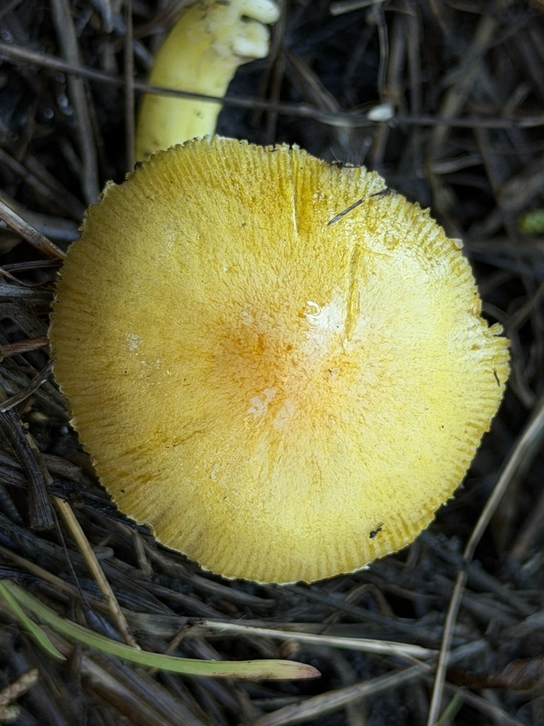 Bolbitius titubans · January 2026 · photo: © aheyman1 (iNaturalist, cc0)