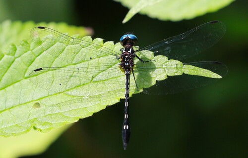 Ivory-striped Sylph photo 3