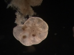Foraminifera