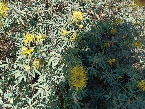 Palmer's jackass-clover (Cleomella palmeri)