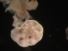 Foraminifera