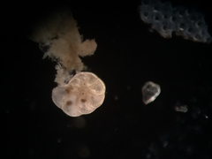 Foraminifera