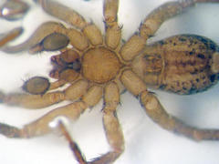 Agroeca ornata
