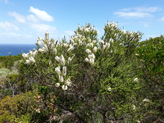 Melaleuca huegelii