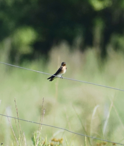 Southern Rough-winged Swallow (Stelgidopteryx ruficollis), photo 3