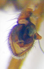 Agroeca ornata