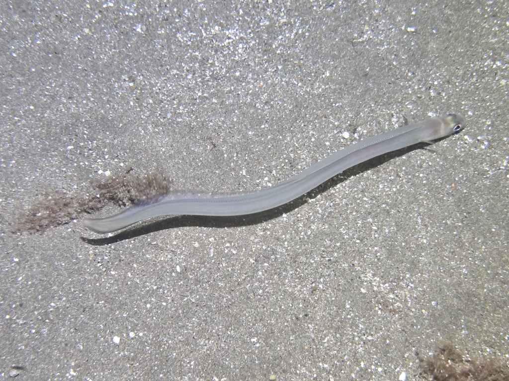 Baleares conger (Ariosoma balearicum) — Congridae