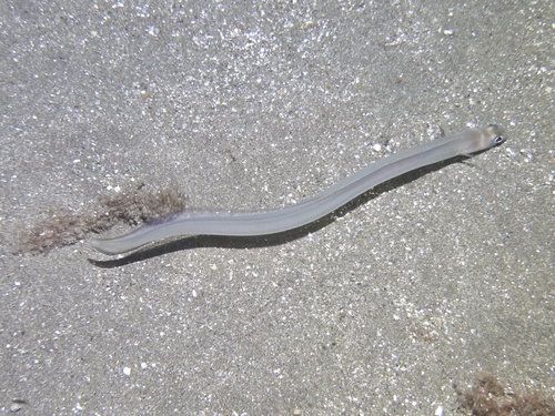 Baleares conger (Ariosoma balearicum) — Congridae