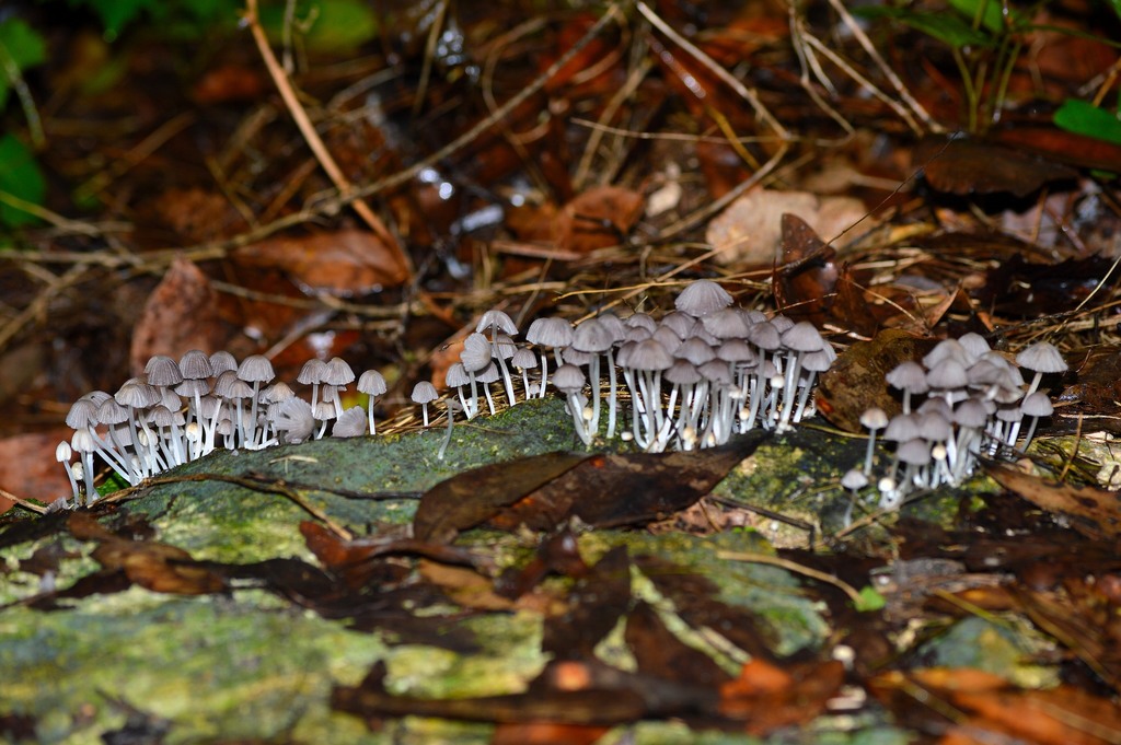 Coprinus floridanus