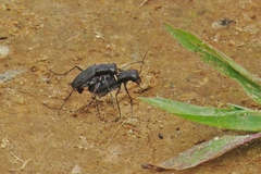 Cicindela cyaniventris