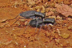Cicindela cyaniventris