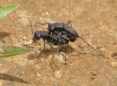 Cicindela cyaniventris